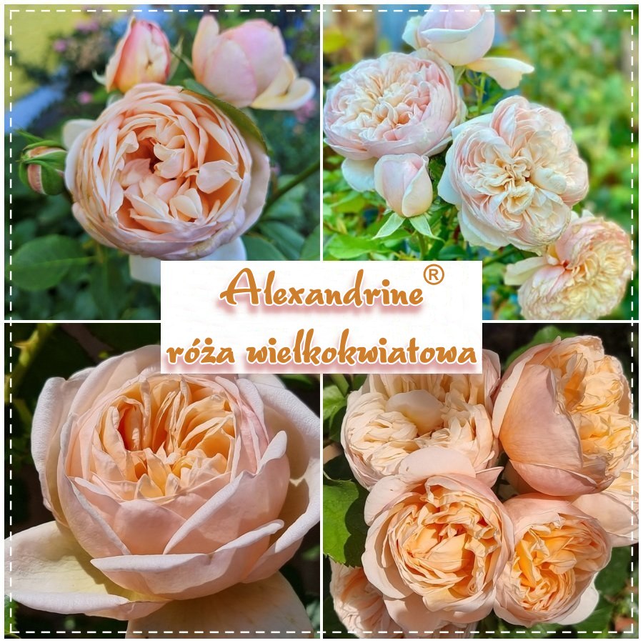 Alexandrine róże wielkokwiatowe kol